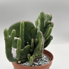 Euphorbia leucodendron - euphorbia,