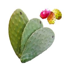 3pz Pala fico d'india frutti bianchi rossi gialli - Opuntia ficus indica