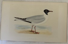 MORRIS LAUGHING GULL GABBIANO SGHIGNAZZANTE UCCELLI ORNITOLOGIA BIRDS BIRD 1870
