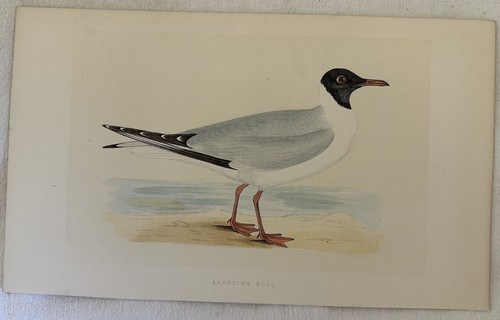 Morris laughing gull - morris,