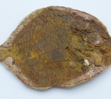 Detailed Fossil Fish