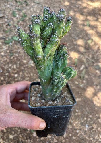Cereus peruvianus mostruoso - peruvianus,