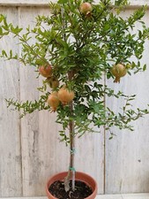 Pianta melograno nano - pianta, foto
