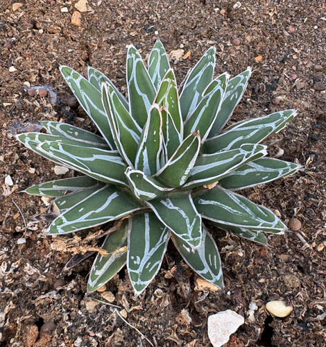 Agave victoriae reginae - agave,