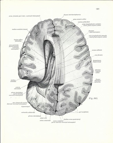 Stampa antica anatomia del - anatomia,