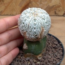 Astrophytum superkabuto