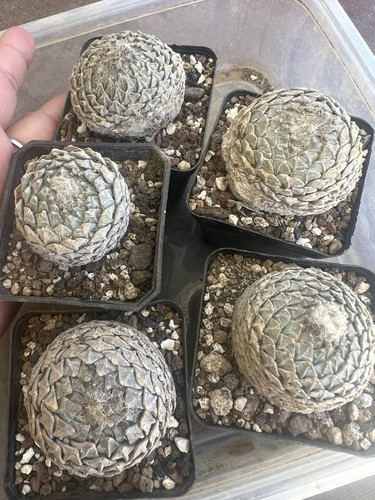 Pezzi pelecyphora - pezzi,