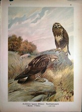 Stampa antica UCCELLI RAPACI