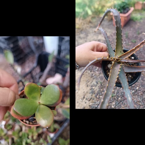 Aloe pulpo cm - aloe, de
