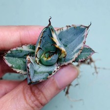 Vendita 1/4/10PCS Agave