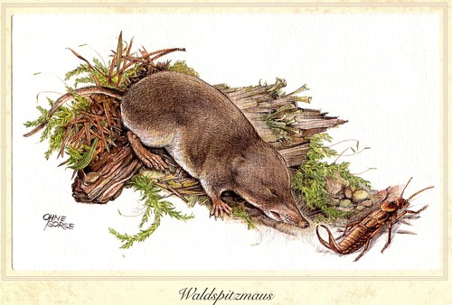 Waldspitzmaus - , (sorex