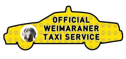 Funny weimaraner dog - weimaraner, taxi