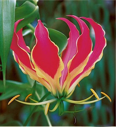 Gloriosa rothschildiana glory - rothschildiana,