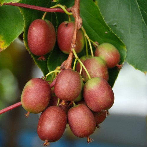 Actinidia weiki femmina - actinidia,