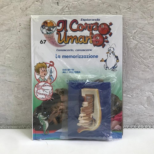 Libro esplorando corpo - il,