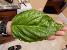 BASILICO GIGANTE - GIANT BASIL, 50 SEMI
