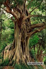 Ficus Virens – 10 Semi – Fico Raro, Pianta Tropicale, Alta Qualità, Frutti Comme