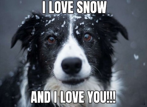Calamita frigo per cani - ,