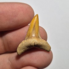 Dente fossile squalo - dente, di