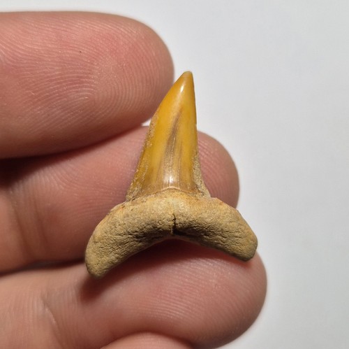 Dente fossile squalo - fossile, di