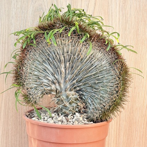 Pachypodium lamerei - , f