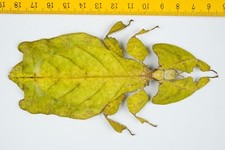 PHYLLIIDAE - INSETTO FOGLIA GIGANTE - Phyllium / Pulchriphyllium giganteum (F) - 9803