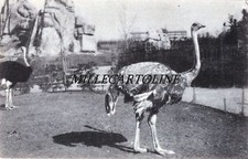 ROMA: Giardino Zoologico - Struzzi Africani