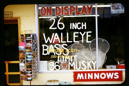 Walleye fishing bait shop - walleye,