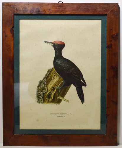 Litografia colori gravure - litografia, a