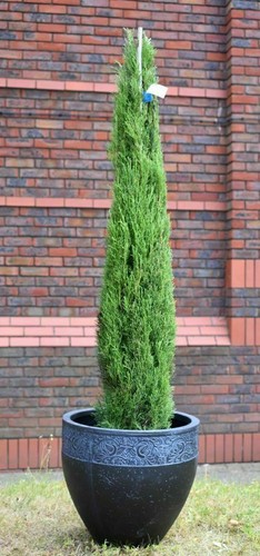 Cipresso toscano cupressus - cipresso,