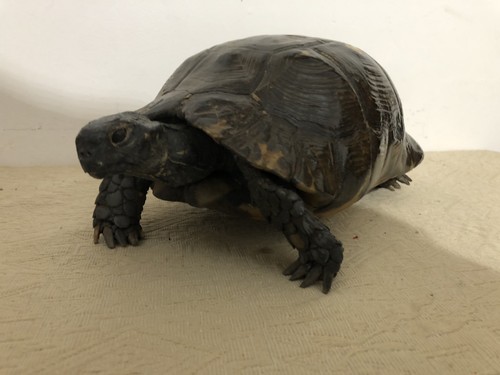 Tartaruga imbalsamata - tartaruga,