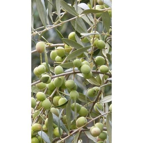 Pianta olivo arbequina in - di,