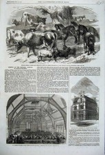 Vecchia stampa antica pony africani nani mucche pecore scuola Giles-in-campi