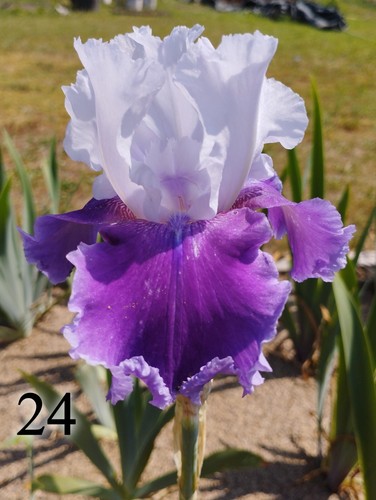 Rizoma iris germanica - di,