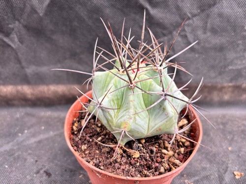 Echinocactus platyacantus - echinocactus,
