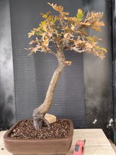 bonsai  quercia   h 72 cm