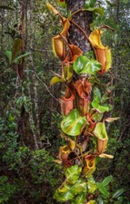 NEPENTHES VEITCHII - PIANTA