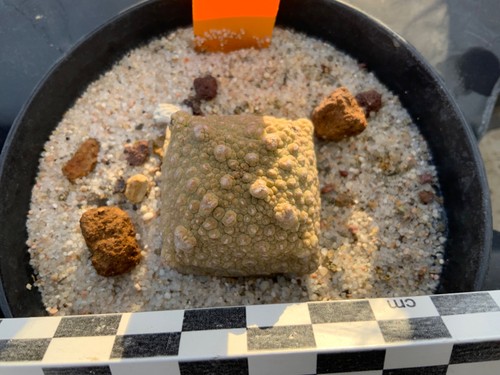 404 pseudolithos cubiformis - 404,