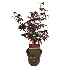 Acero rosso giapponese acer - rosso,