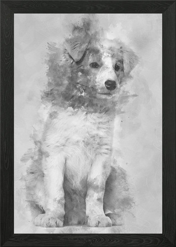 Border collie cucciolo seduto - border,