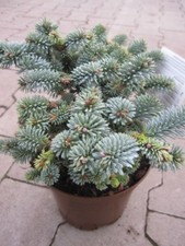 Abies procera Strega Blu -