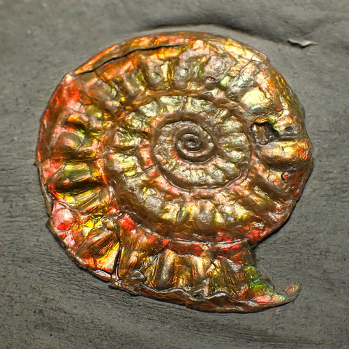 Complete iridescent caloceras - complete,