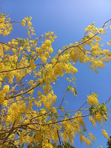 Cassia fistula pioggia - cassia,