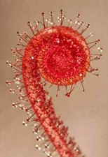 PIANTA CARNIVORA - DROSERA