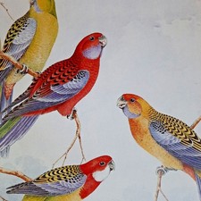 The Crimson Rosella Parrot