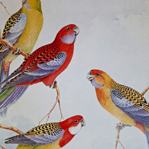 The crimson rosella parrot - crimson,