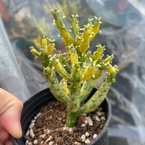 Pianta cactus succulenta - cactus,