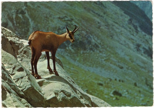 Stambecco delle alpi - stambecco,