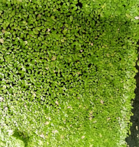 Lenticchie acqua lemna - d'acqua,,
