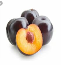 PIANTA DA FRUTTO SUSINO BLACK BEAUTY in vaso anni due ( foto reale)